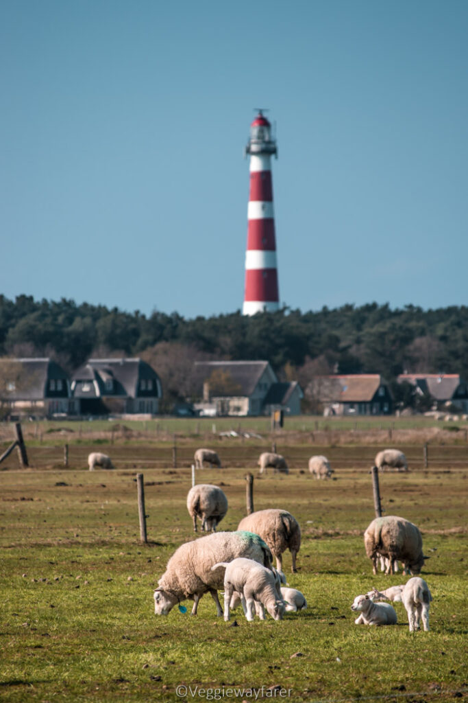 sheep in a field in front of residential houses with lighthouse come through the trees in the background