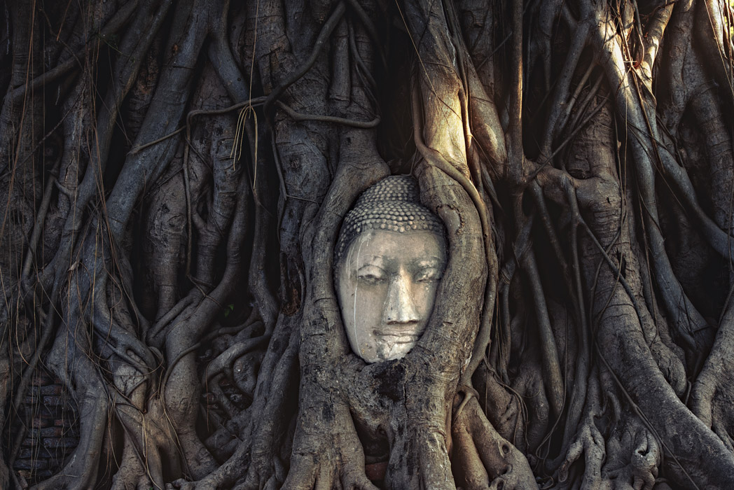 buddha head wrapped in roots of banyan tree in Ayutthaya, Thailand. 