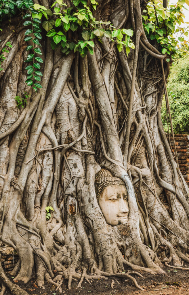 The famous of Ancient sandstone Buddha head sculpture within the tree roots at Wat Mahathat in Ayutthaya,Thailand