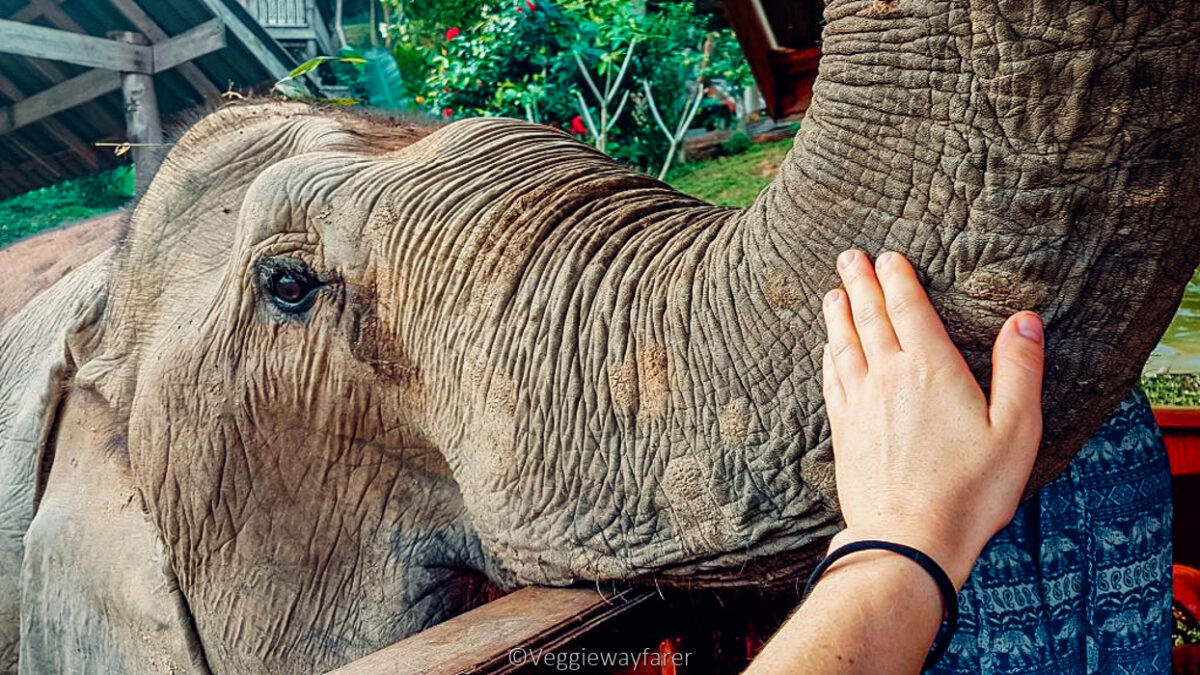 Ethical Elephant Sanctuary Thailand BLED