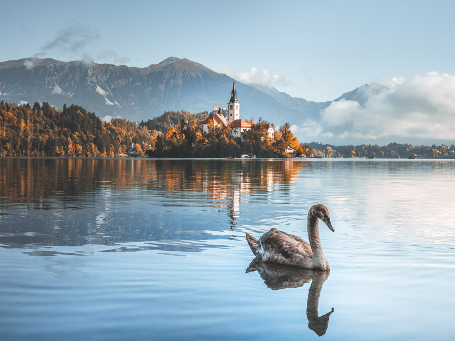 Beautiful view of lake Bled during sunrise in autumn. Fog lingering over the lake with island and old catholic church. Photogenic swan swimming around the misty lake Bled. Religion, travel and tourism.