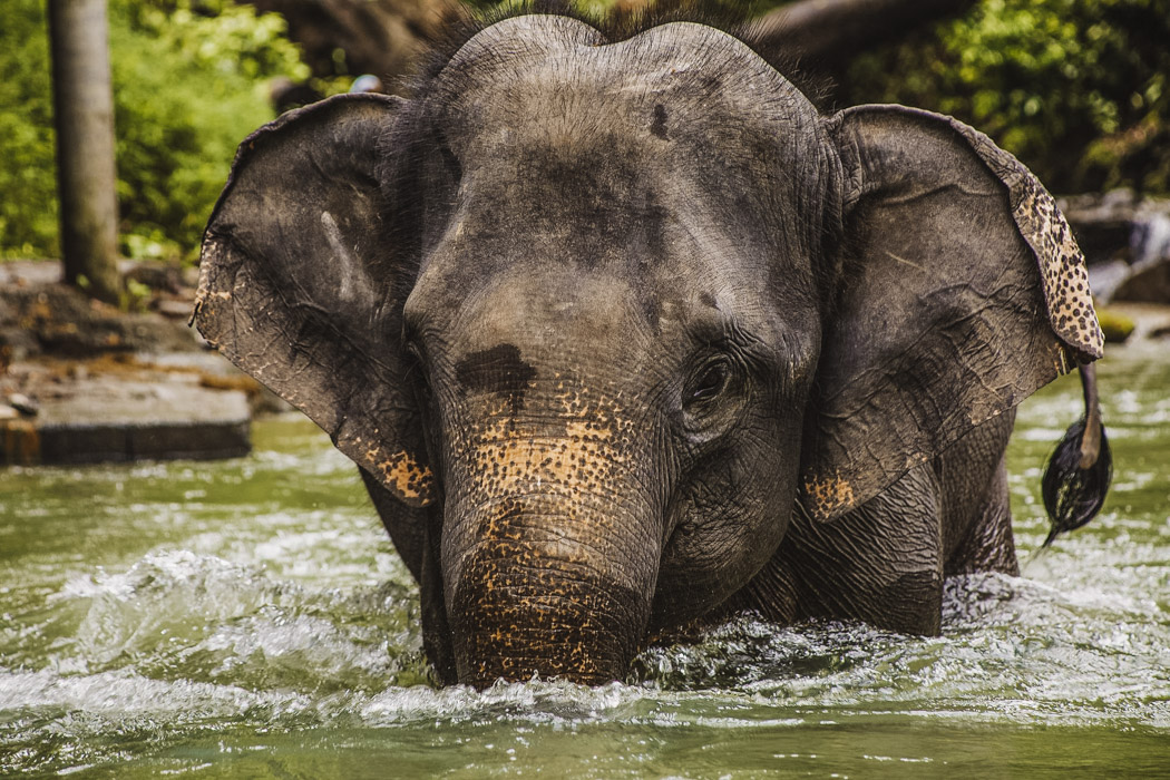 Ethical Thai elephant sanctuary Northern Thailand