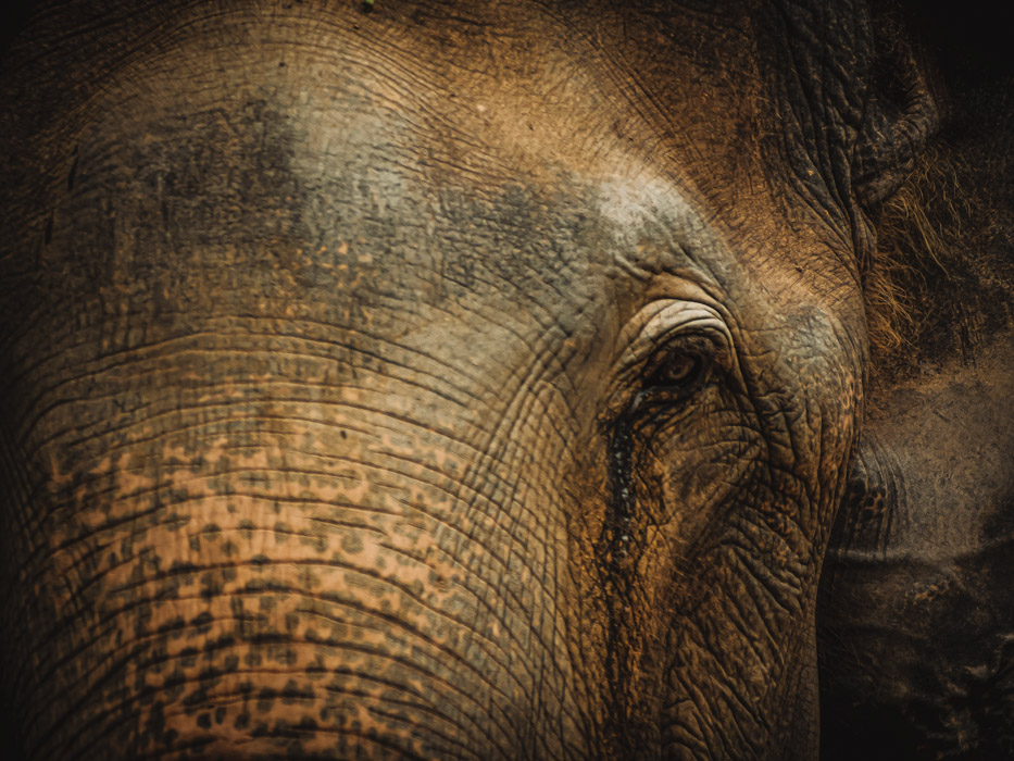Ethical sanctuaries in Thailand for Elephants