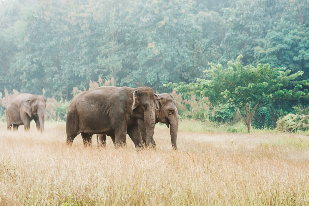 Ethical Elephant Sanctuaries Thailand