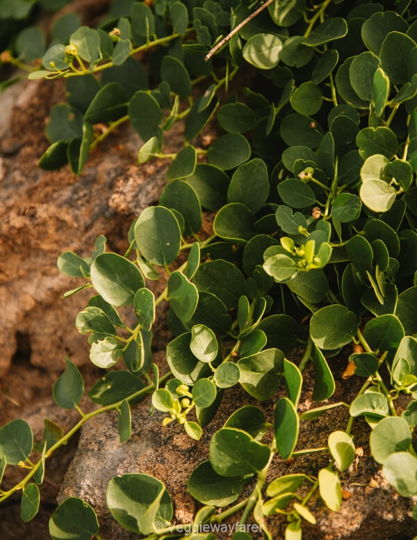 What to see in Pantelleria Island Sicily