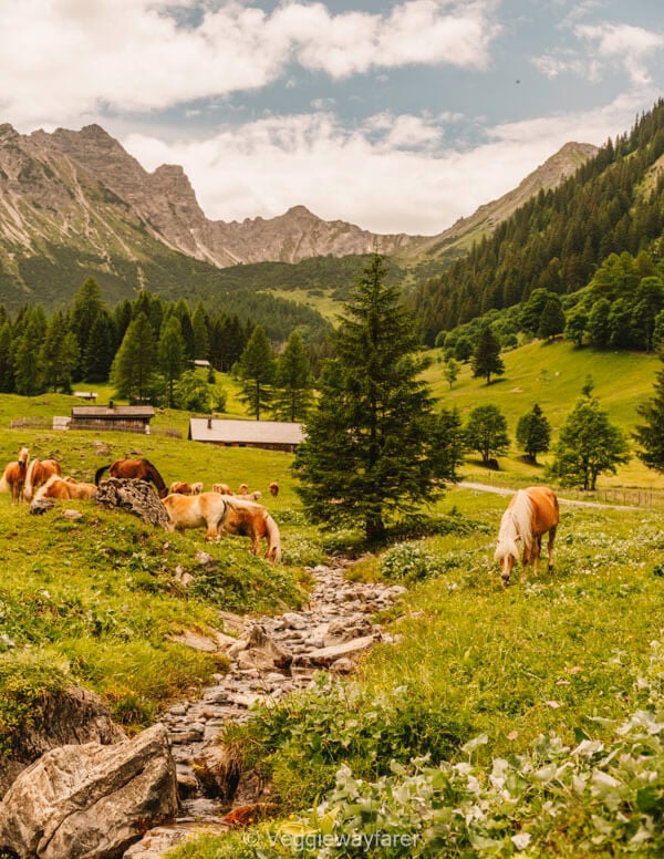 Hiking in Vorarlberg Austria
