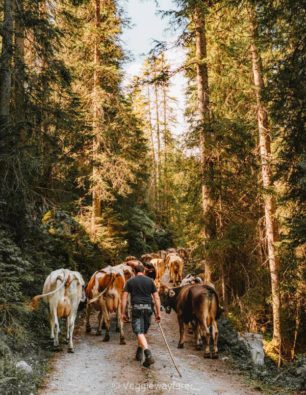 Hiking in Montafon Austria