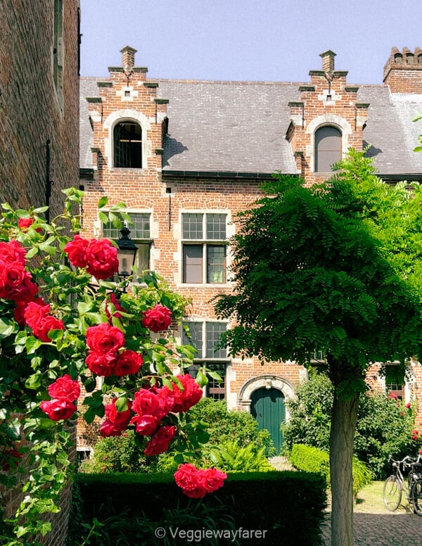 Red roses in flower against the brick houses of the Groot Begijnhof in Leuven