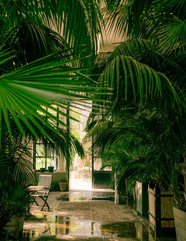 Palms and tropical planting inside the glasshouse at the Kruidtuin botanical garden in Leuven