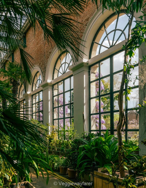 Wisteria in flower seen through the arched windows of the orangery at Leuven's Kruidtuin