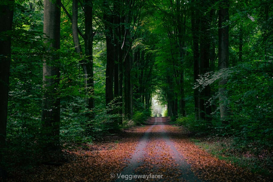 An avenue of tall beech trees in the woods of Heverleebos near Leuven