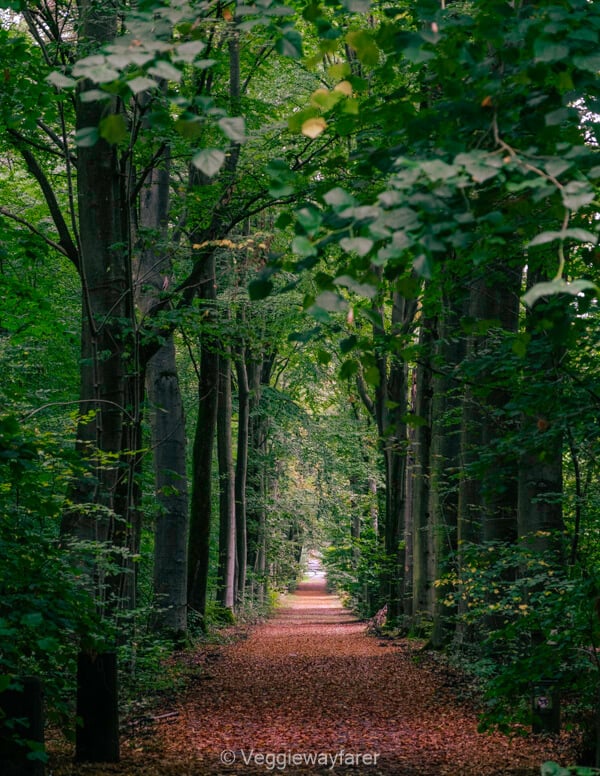 A path covered in fallen leaves running between beech trees in Heverleebos near Leuven
