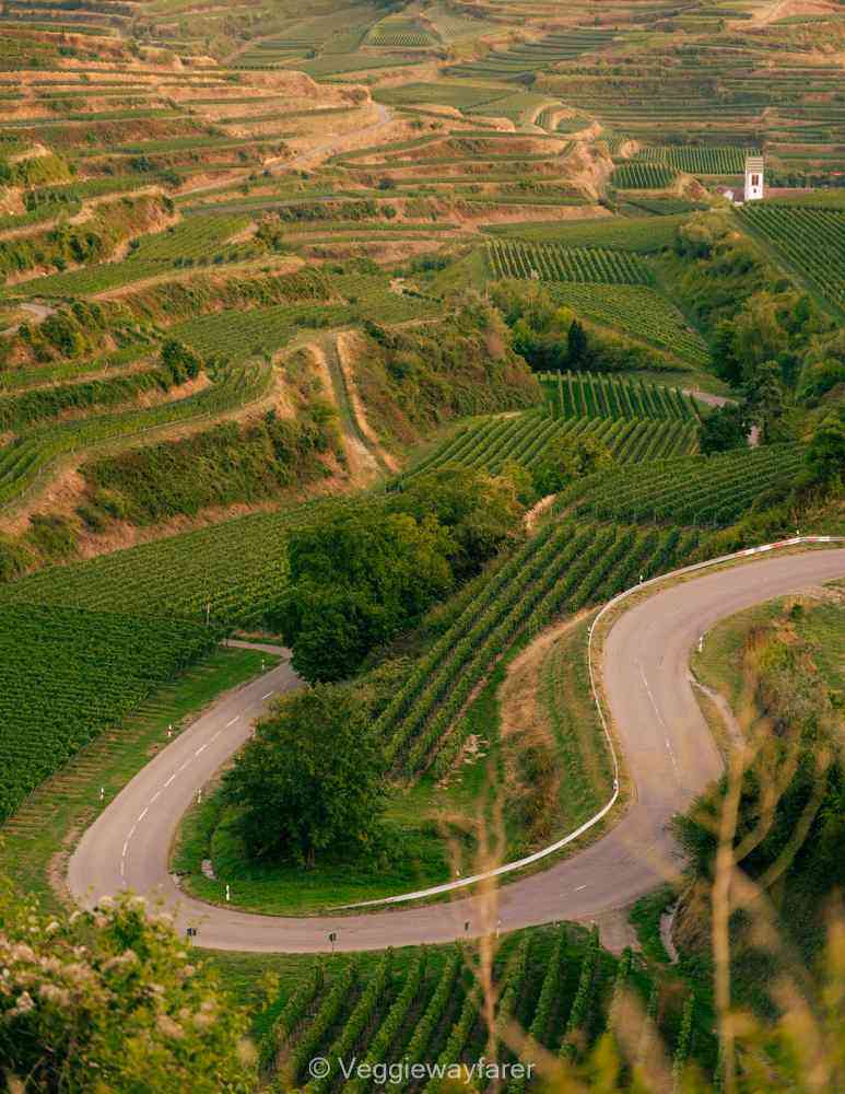 winding road through the kaiserstuhl region filled with vineyards in Endingen Germany
