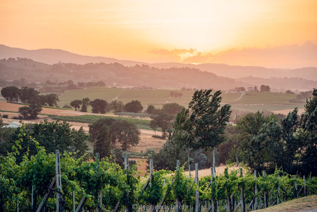 Vineyards in Umbria - Montefalco Umbria Italy